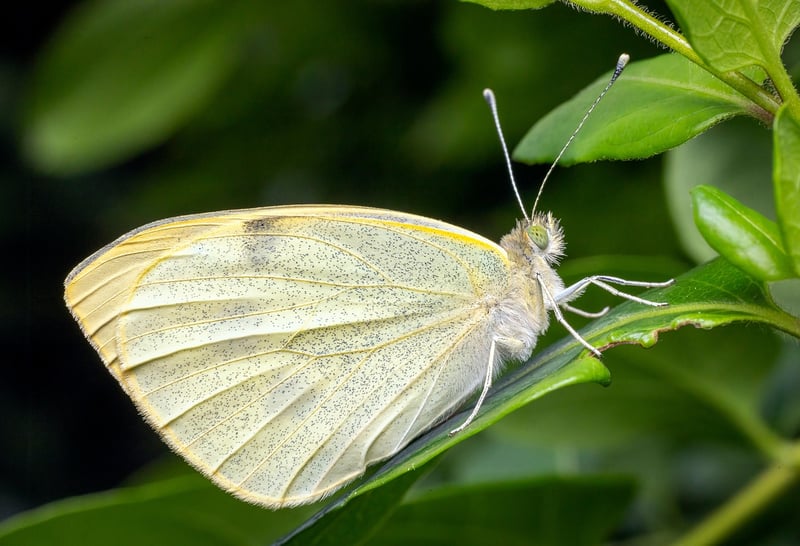 Butterfly Effect Awareness